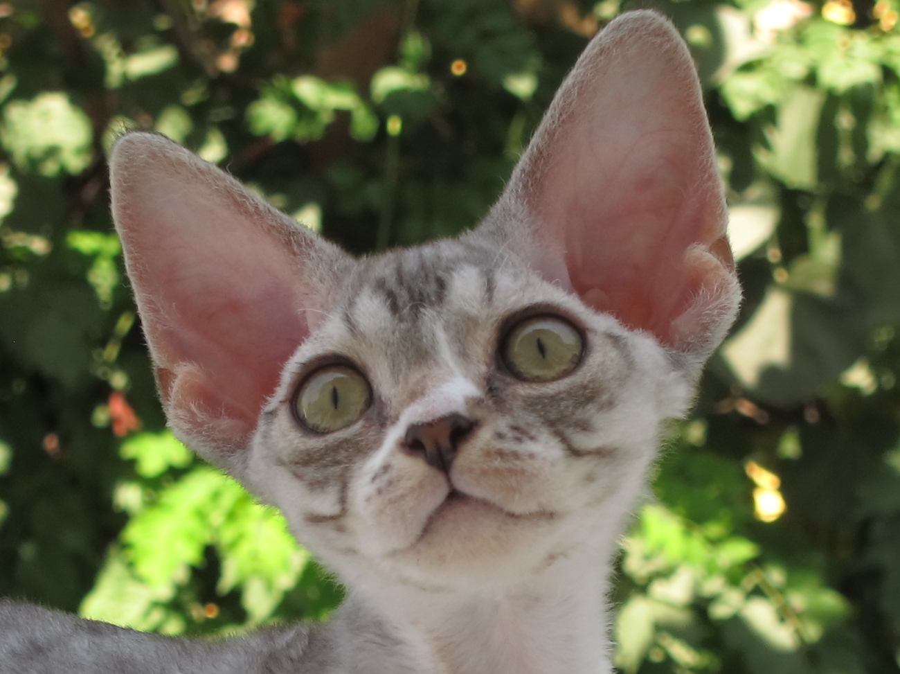Sand Silk Isabelle,Devon Rex female Cat,Black Silver Spotted Tabby with White.More information and pictures